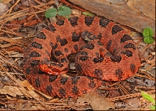 Sistrurus miliarius miliarius