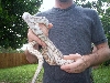 Male NE Axanthic