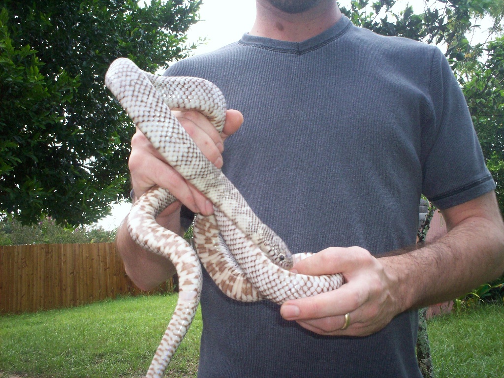 Male NE Axanthic