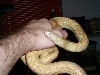Male Hypo Brooksi