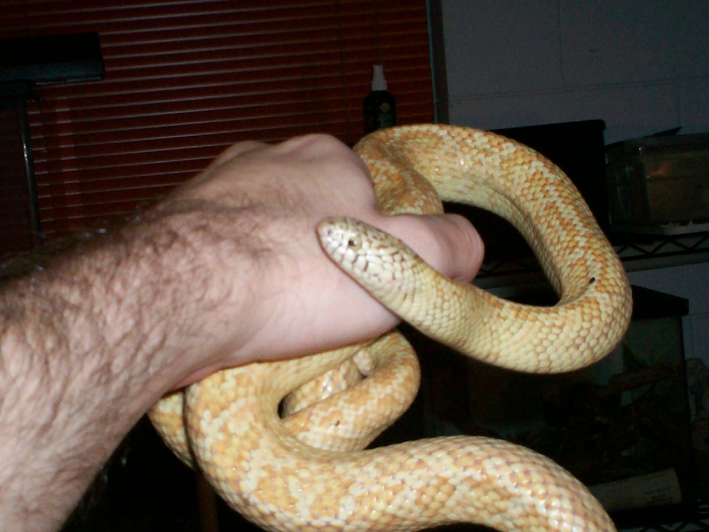 Male Hypo Brooksi