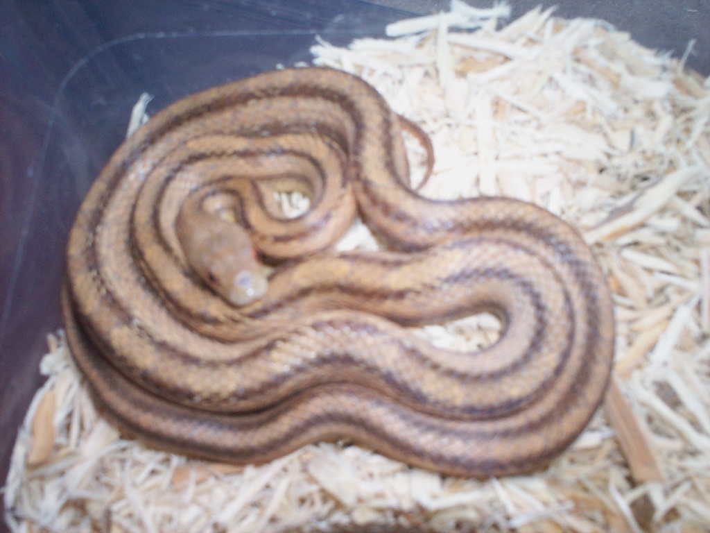 Yellow Rat
