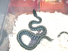 Blue Stripe Garter