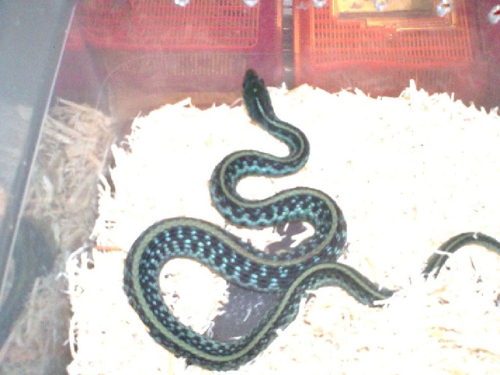 Blue Stripe Garter