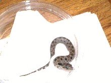 Hatchling eastern
