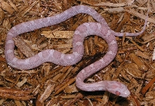 MHL0109