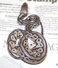 pastel het.red