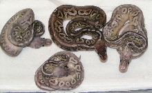 silvers and pewter