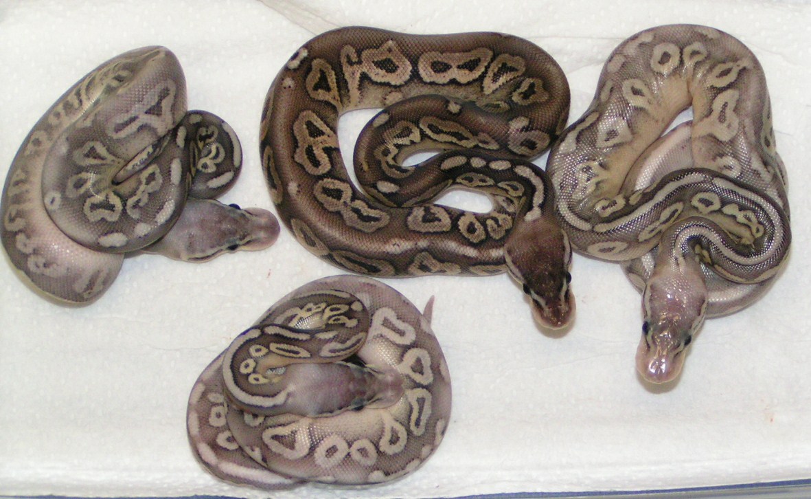 silvers and pewter