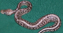 uk2