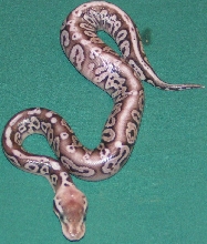 unk1