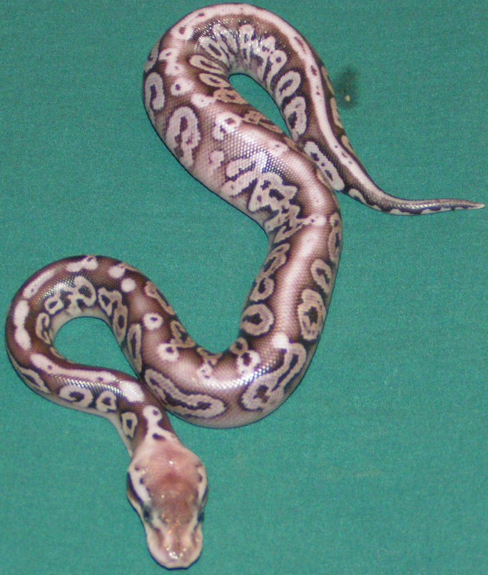 unk1