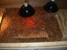 rhino's cage-interior