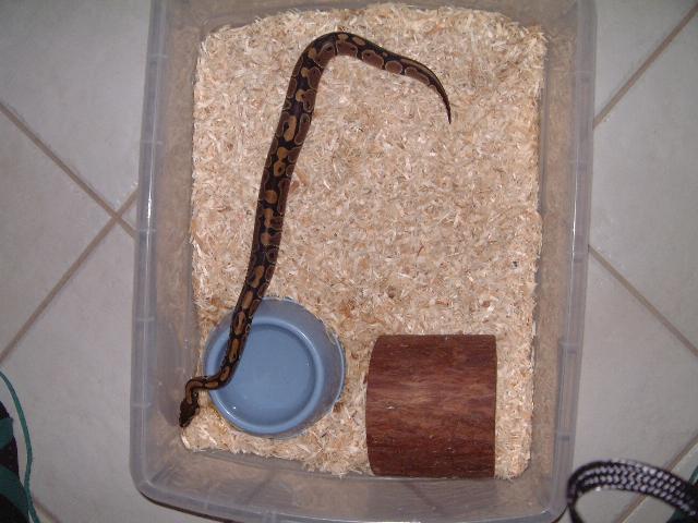 Ball Python