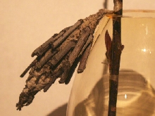 cocoon?