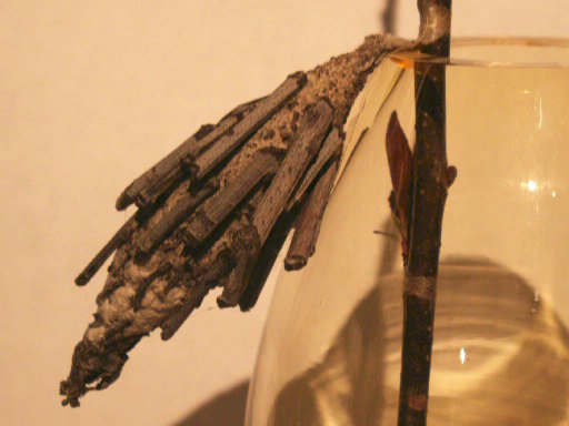 cocoon?