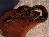 Ball Python
