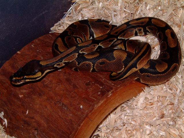 Ball Python