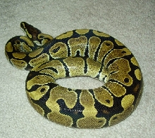 Ball Python