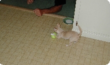 Playing Ball