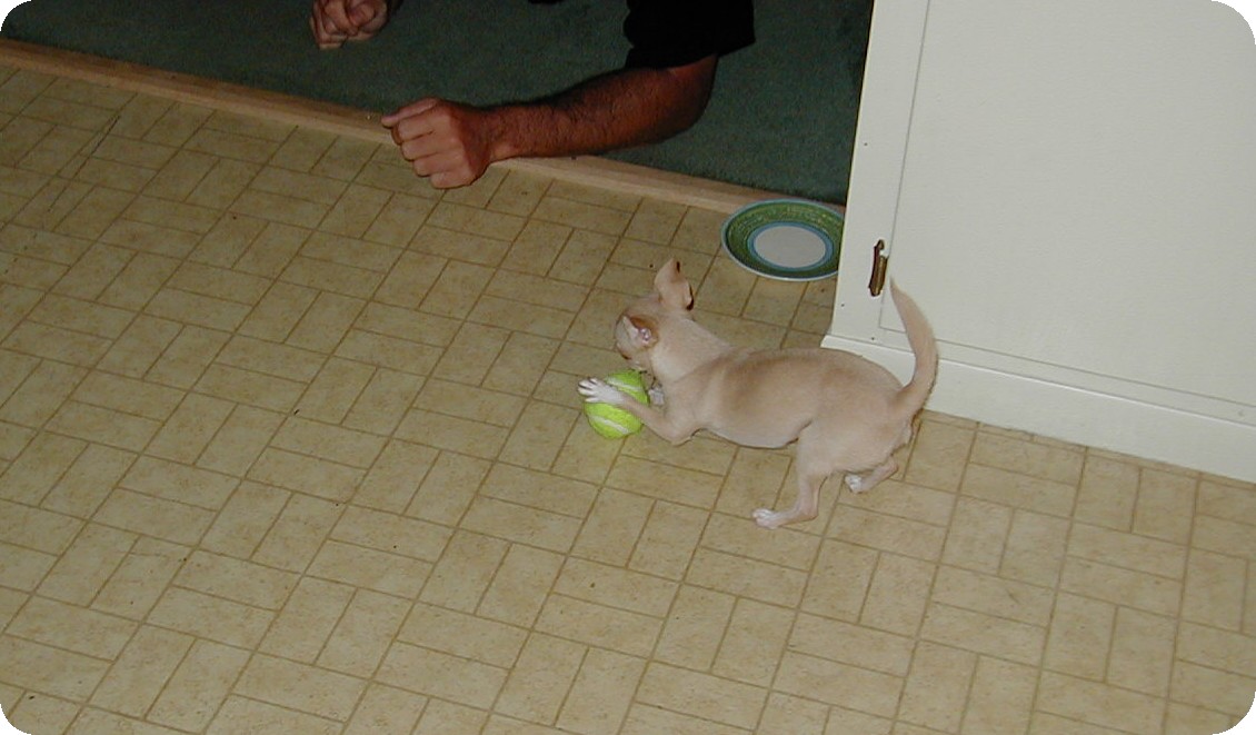Playing Ball