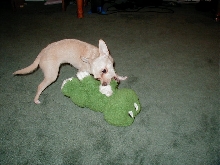 Froggy
