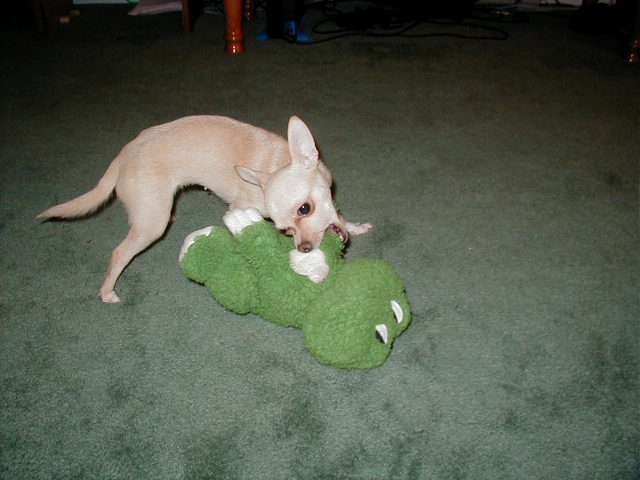 Froggy