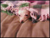 Sleepy Chi