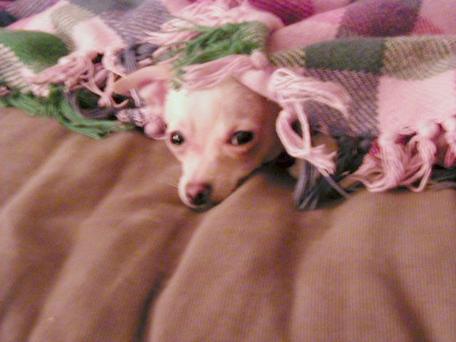 Sleepy Chi