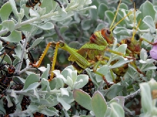 Caribbean cricket family Orthoptera Gryllidae