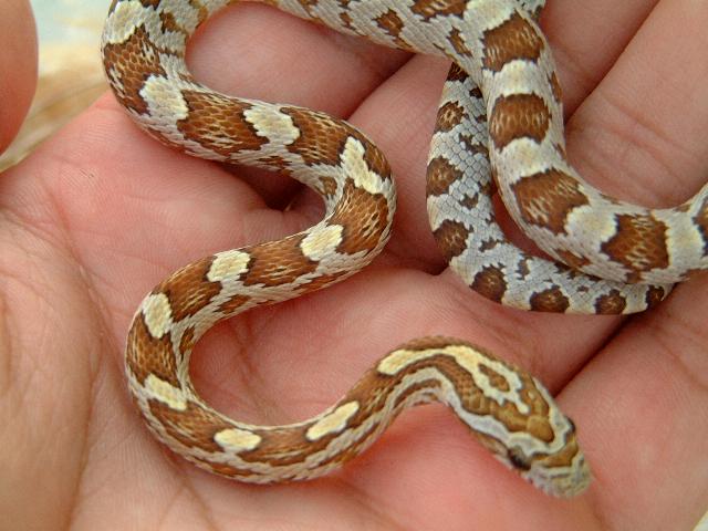 Amber