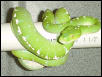 green tree python