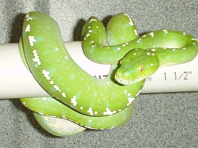 green tree python