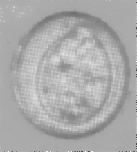 Caryospora sp oocyst