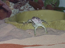 Lizzy after a dip