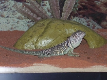 Lizzy showing off