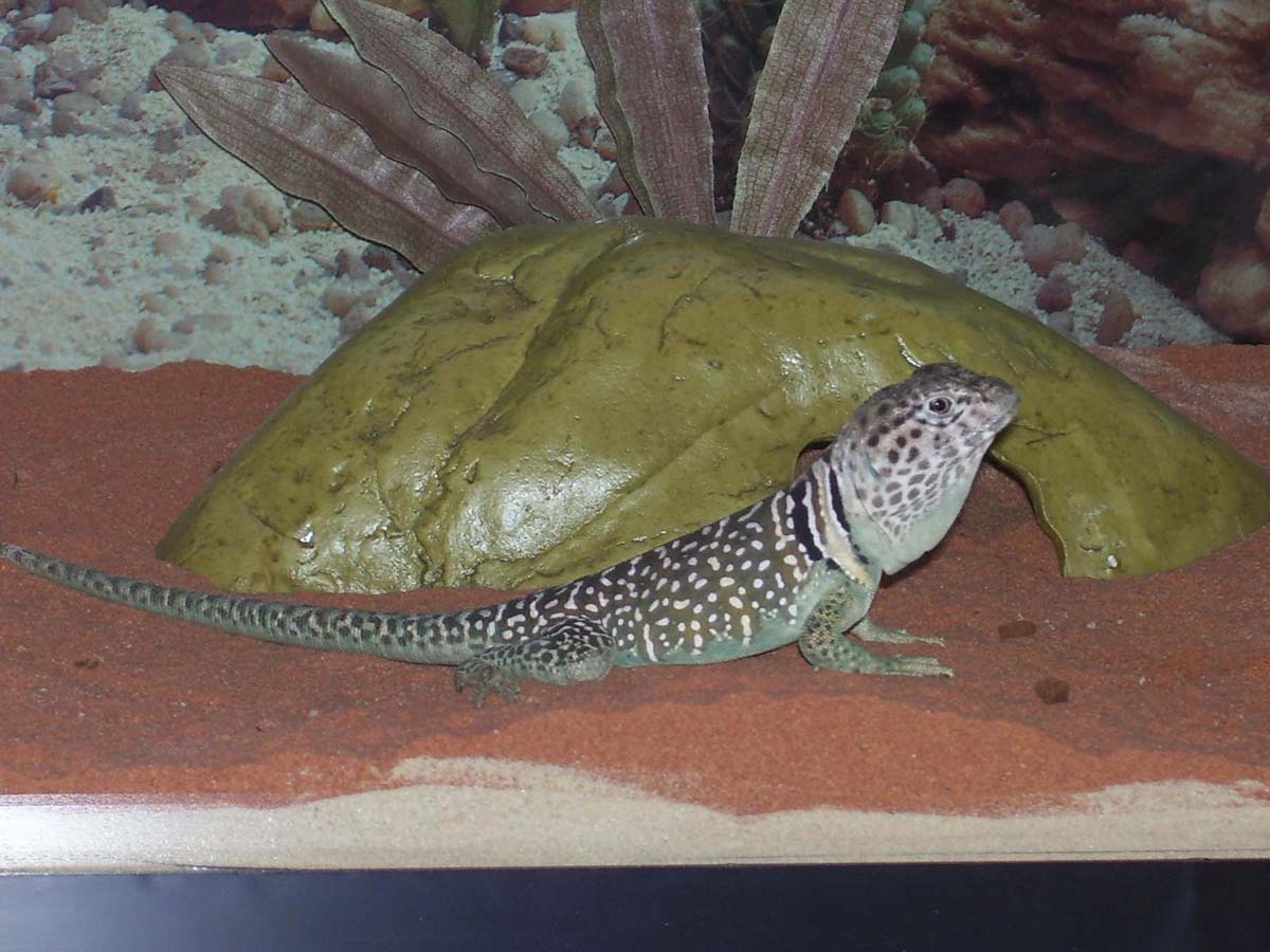 Lizzy showing off