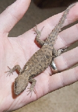 Unkown Lizard
