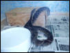 Bothropsasper