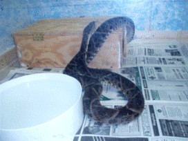 Bothropsasper
