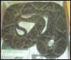 6' female asper in shed