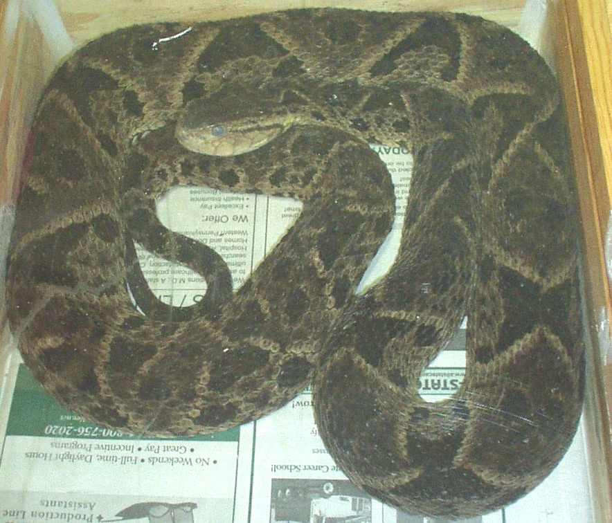 6' female asper in shed