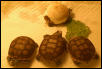 newborn desert tortoises