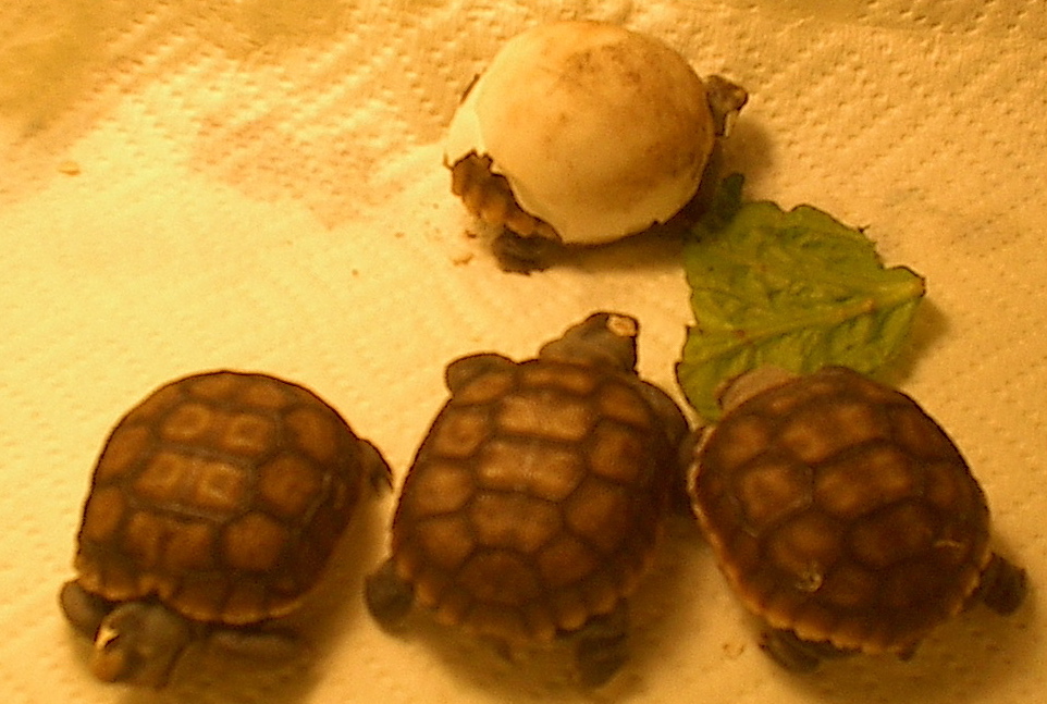 newborn desert tortoises