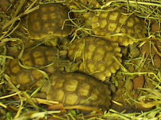 napping babies