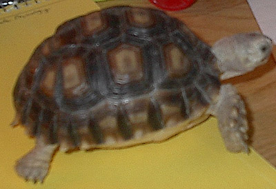 beau