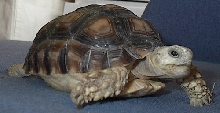 beau