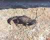 yearling acanthinurus