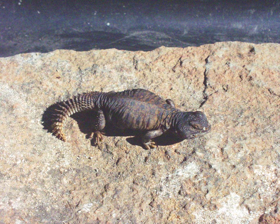 yearling acanthinurus