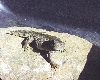two year old acanthinurus